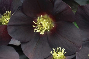 Helleborus 'New York Night' New 2024